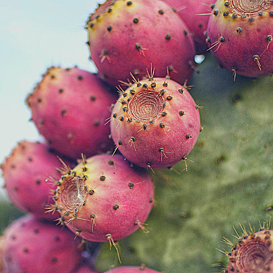 Prickly Pear Seed Oil | BeautyZana